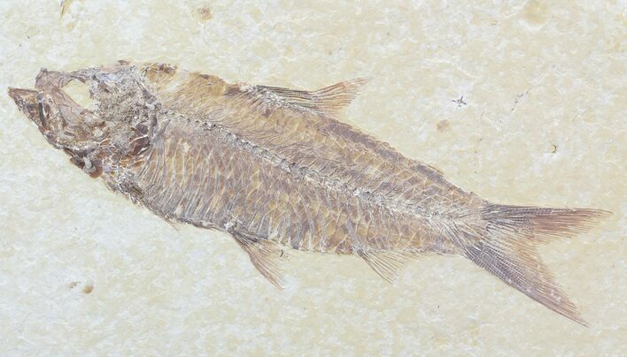 Detailed, Knightia Fossil Fish - Wyoming #57104